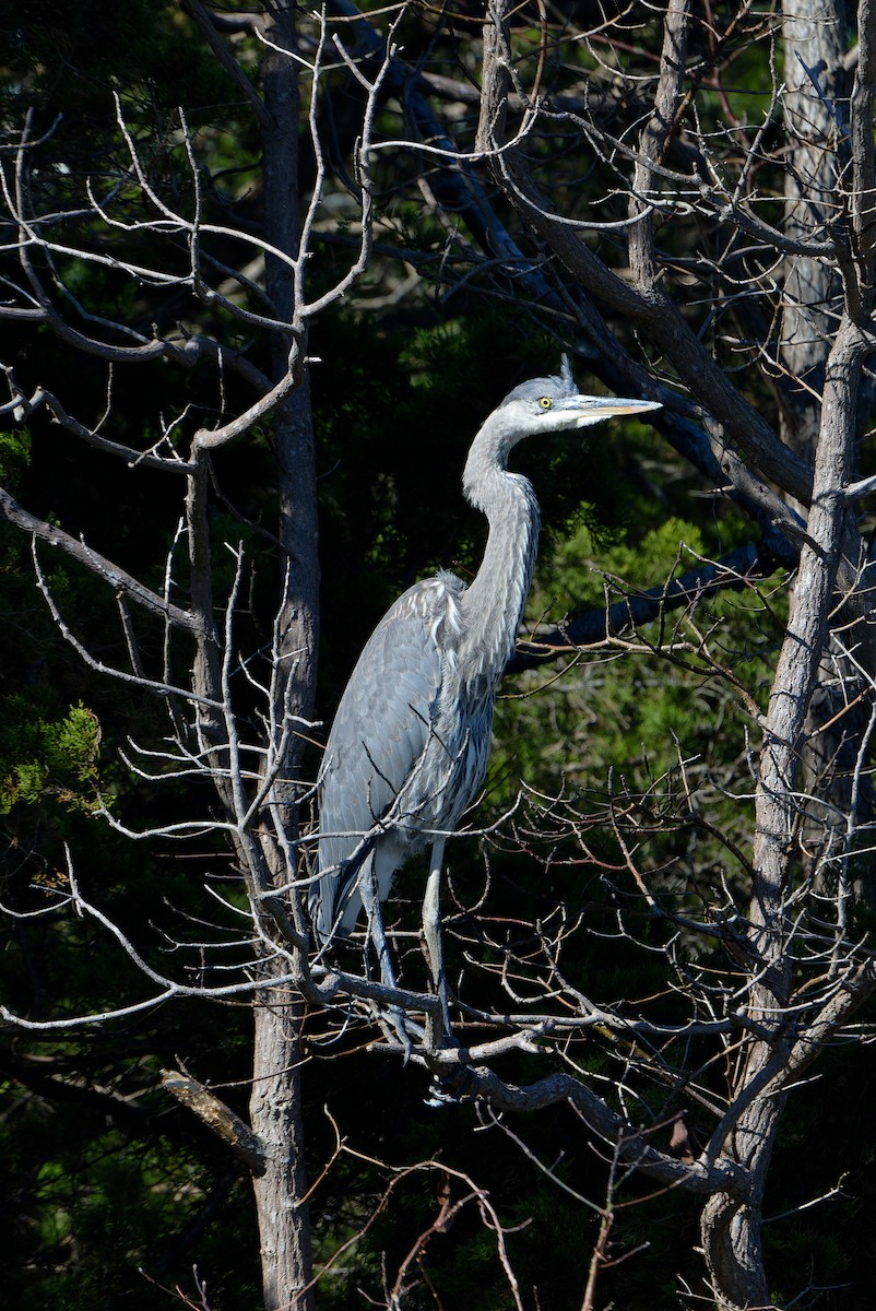 Great Blue Heron - ML644009314