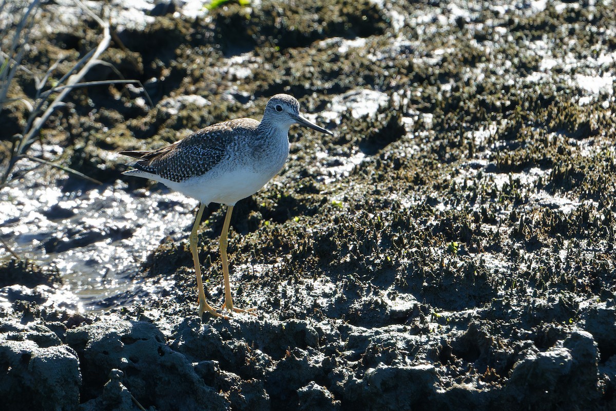 Greater Yellowlegs - ML644009317