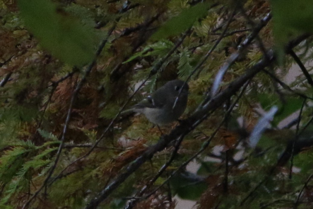 králíček americký - ML644009320