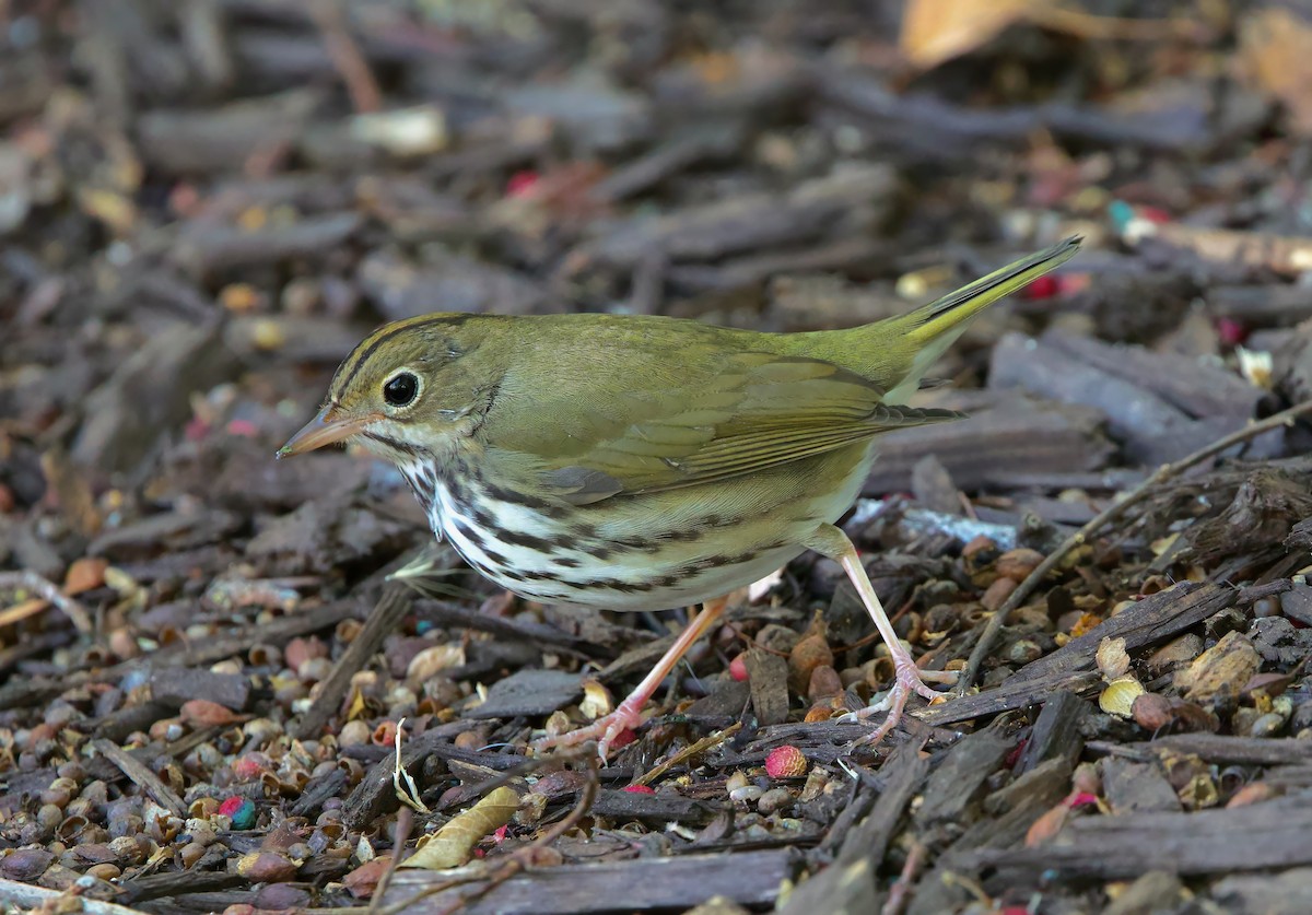 Ovenbird - ML644009322