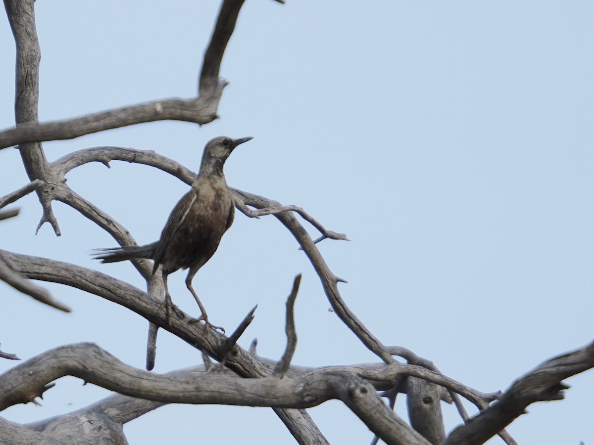 Brown Songlark - ML644009326