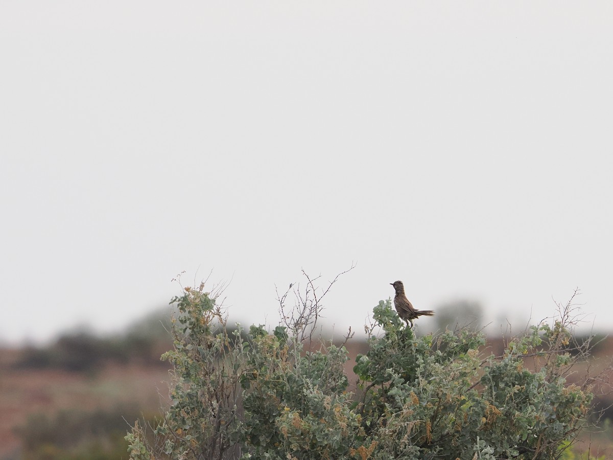 Brown Songlark - ML644009328