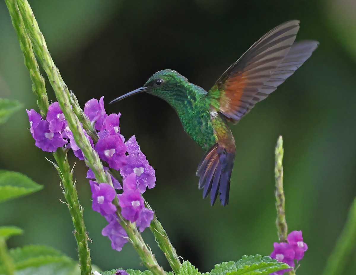 Амазилія-берил синьохвоста - ML644009333