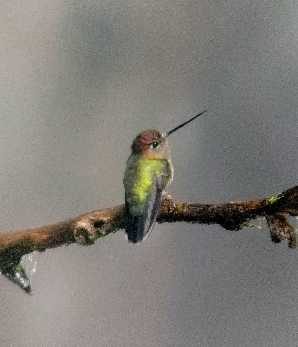 Green-fronted Lancebill - ML644009343