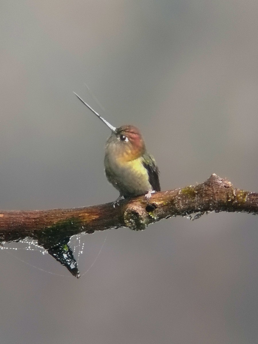 Green-fronted Lancebill - ML644009345