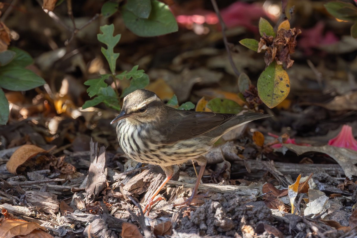 Northern Waterthrush - ML644009349