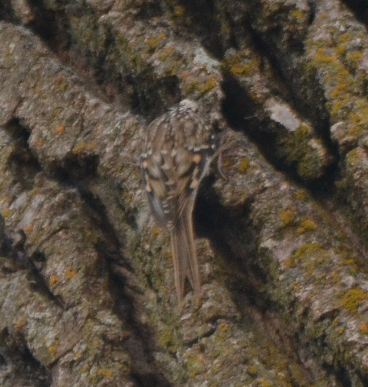 šoupálek americký - ML644009350