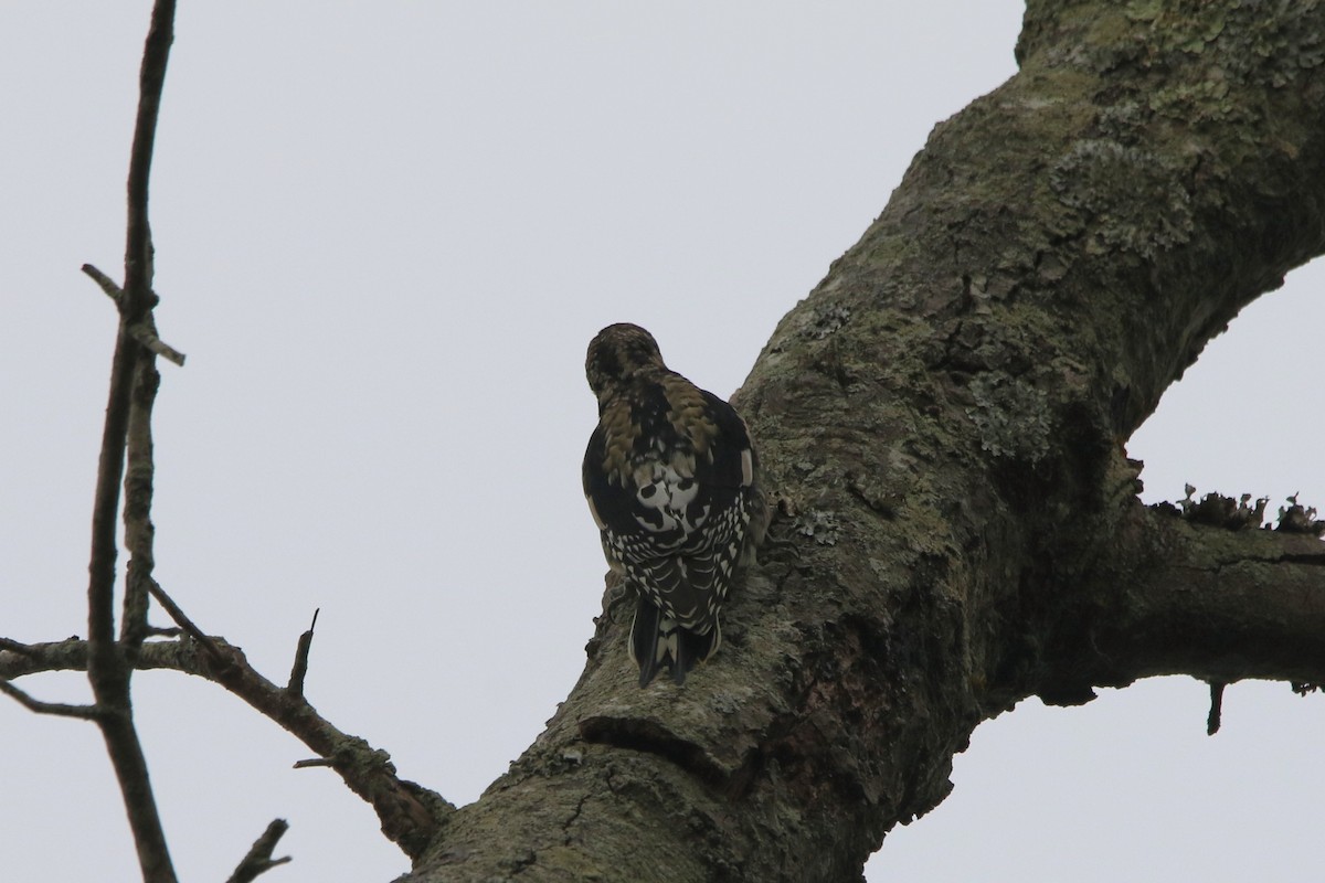 datel rudohrdlý - ML644009368