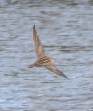 bekasina severoamerická - ML644009371