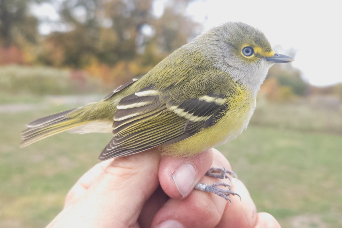 White-eyed Vireo - ML644009376