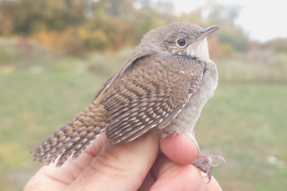 Northern House Wren - ML644009394