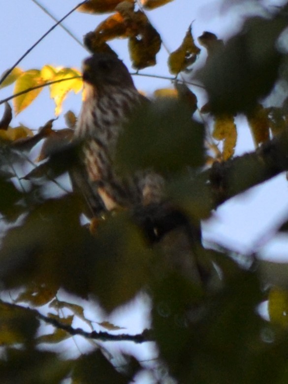 krahujec americký - ML644009397