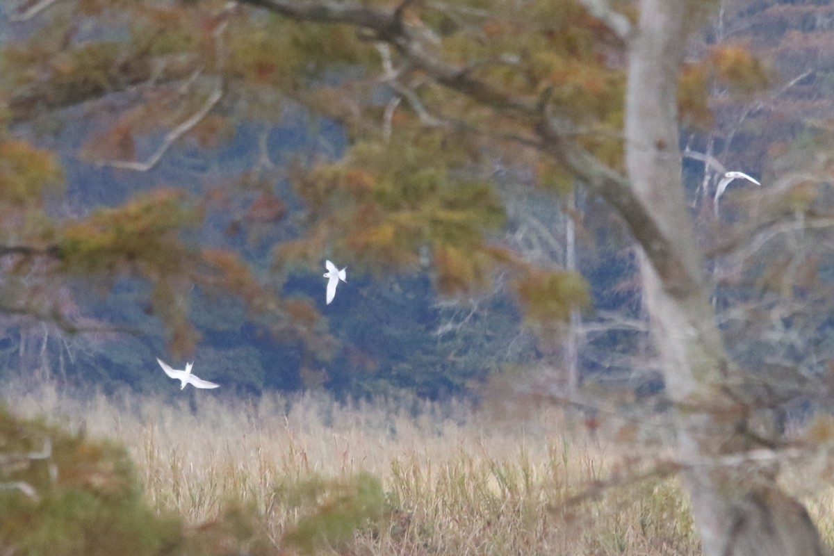 rybák severoamerický - ML644009398