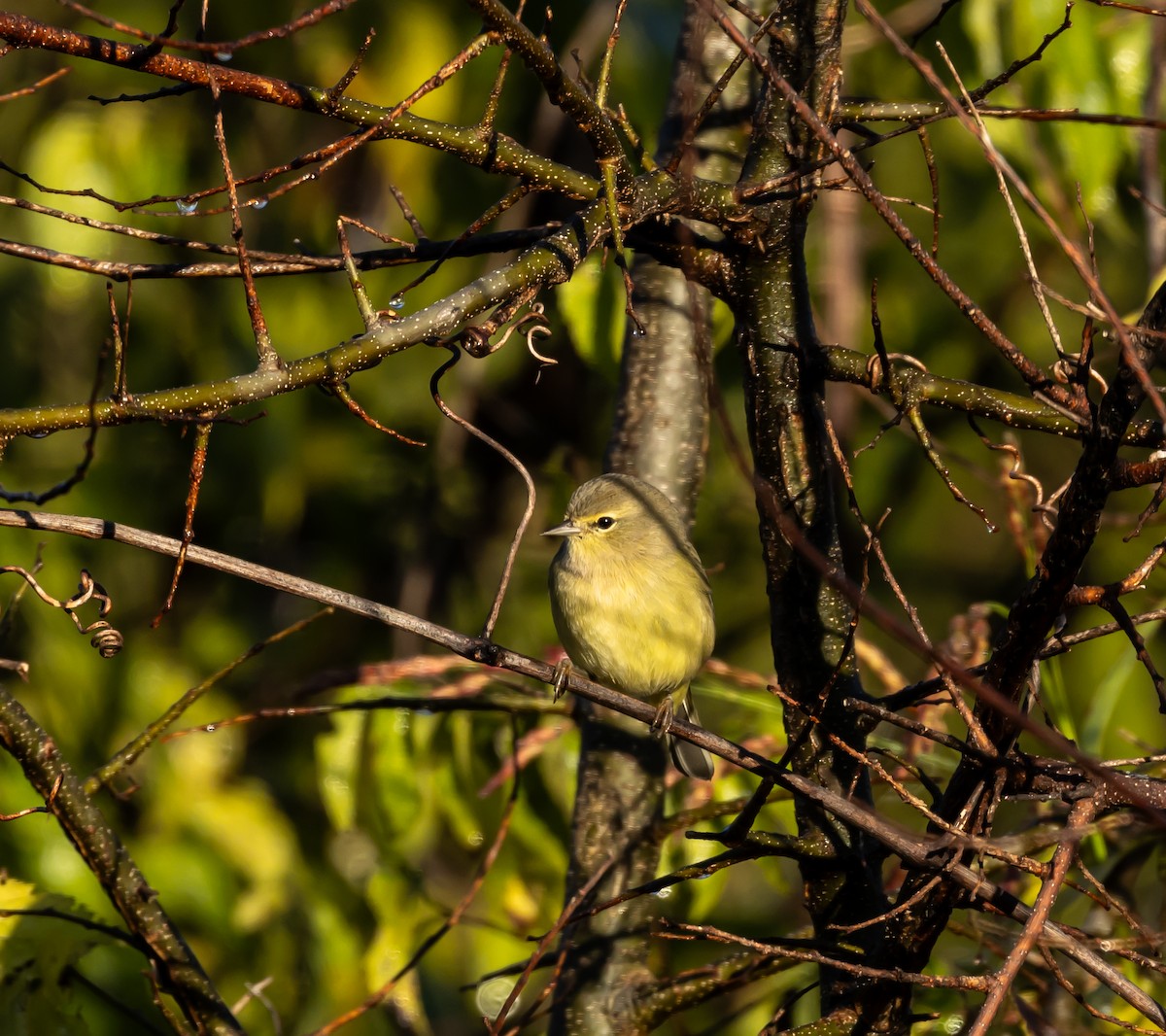 Orange-crowned Warbler - ML644009400