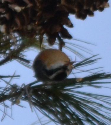 brhlík americký - ML644009417