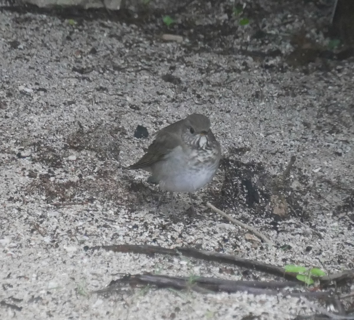 Gray-cheeked Thrush - ML644009429