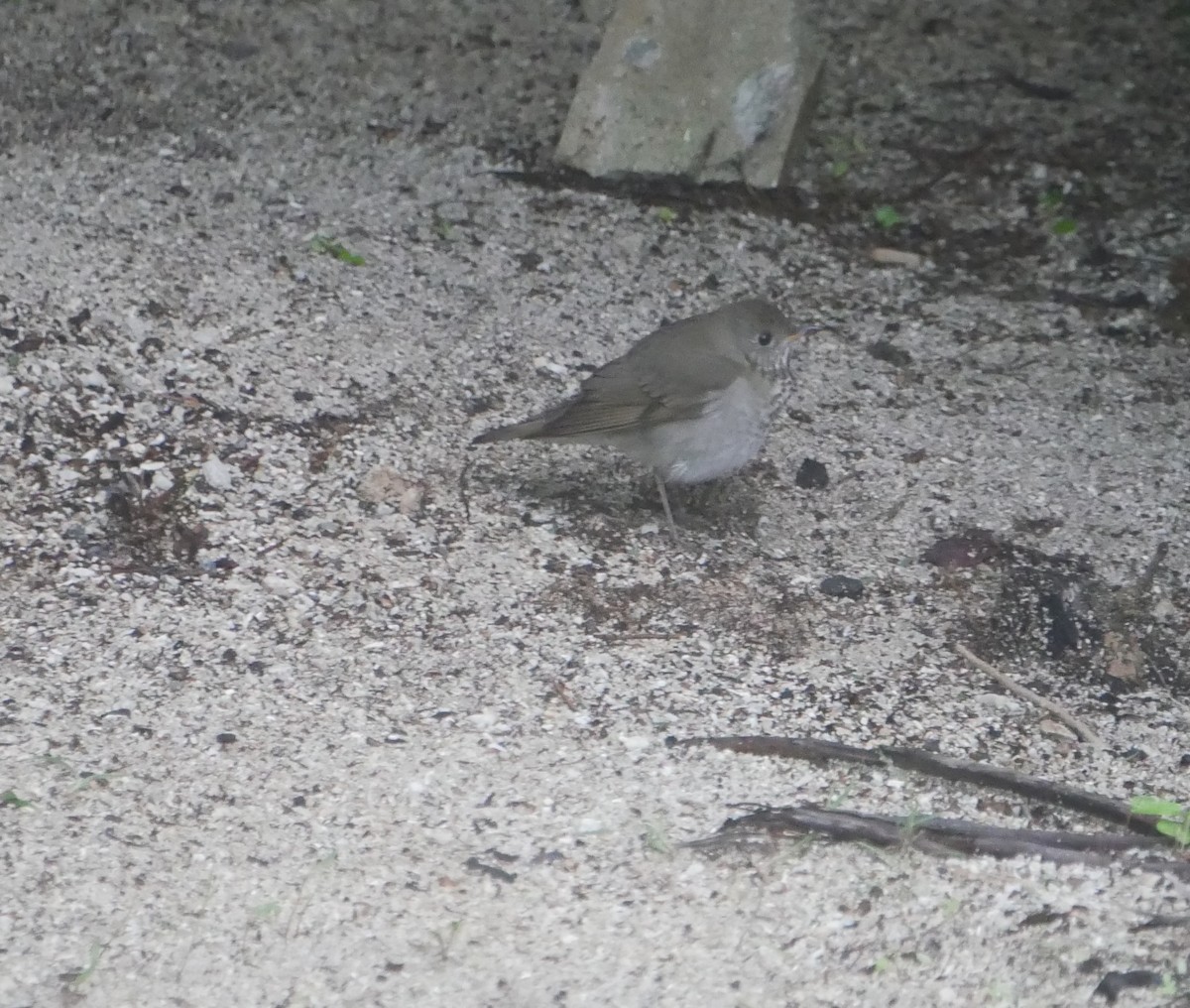 Gray-cheeked Thrush - ML644009434