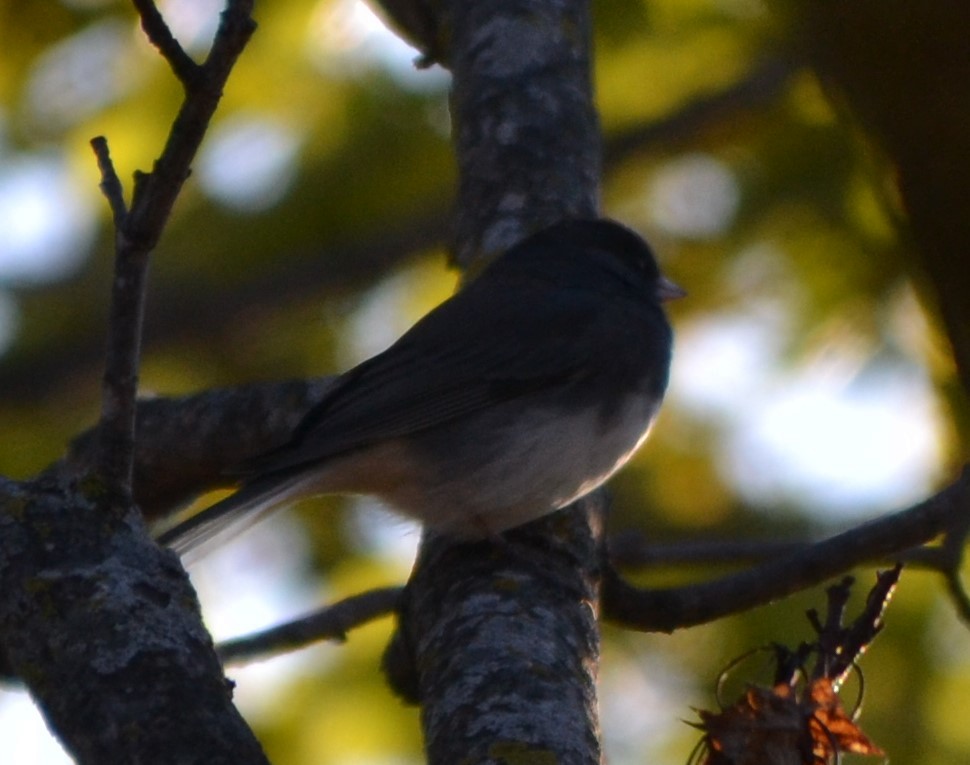 strnadec zimní - ML644009437