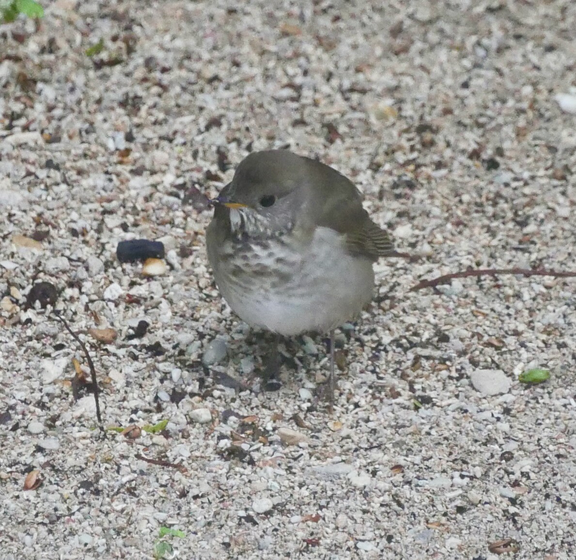 Gray-cheeked Thrush - ML644009439