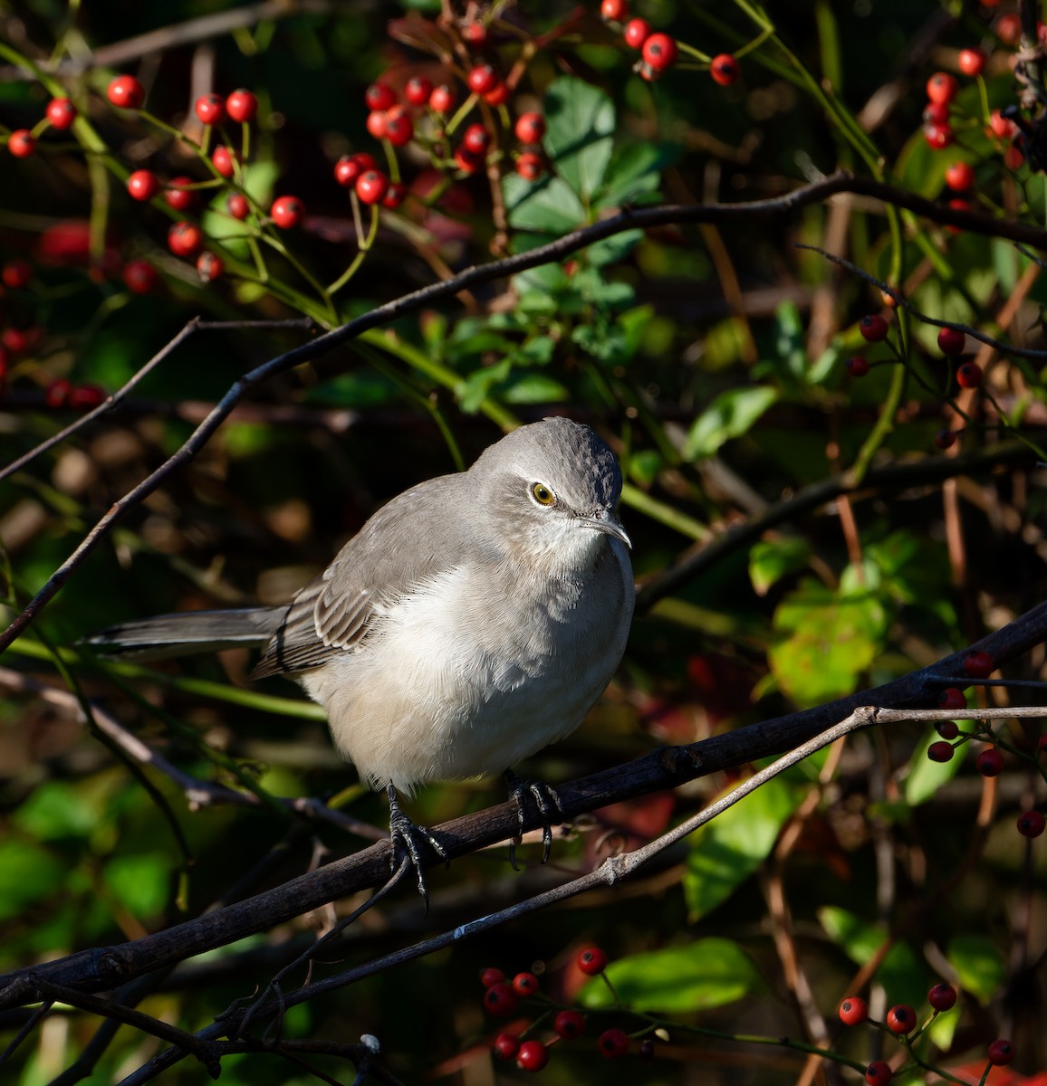 Northern Mockingbird - ML644009440