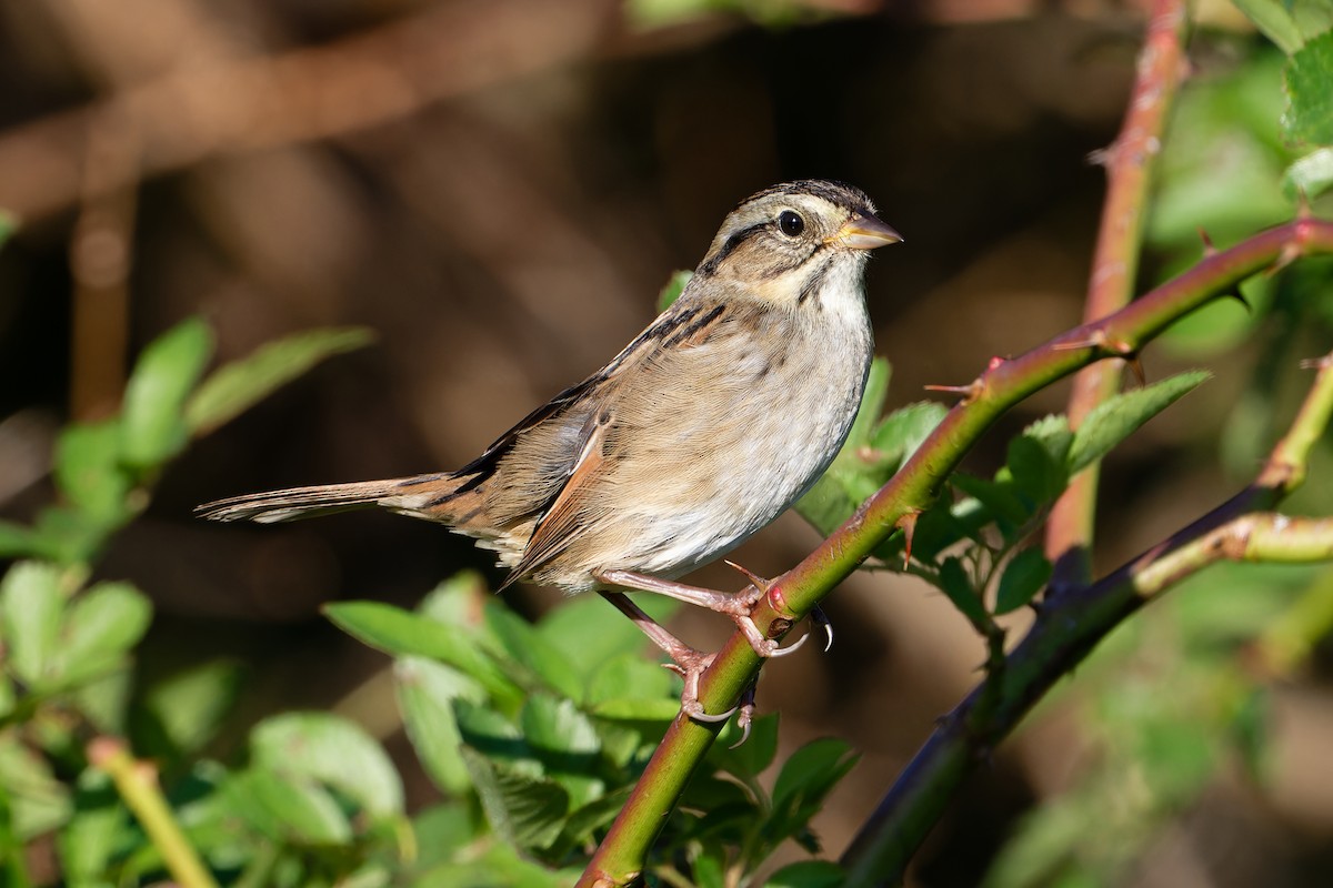 Swamp Sparrow - ML644009443
