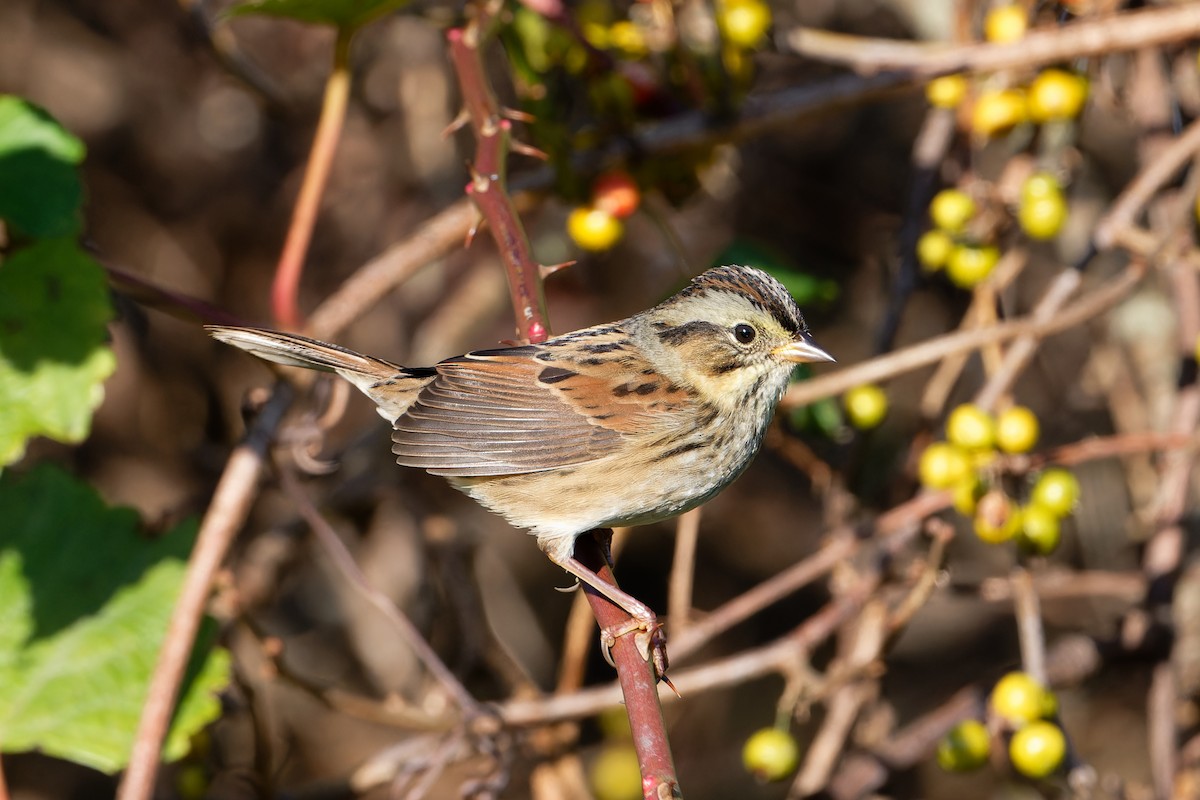 Swamp Sparrow - ML644009444