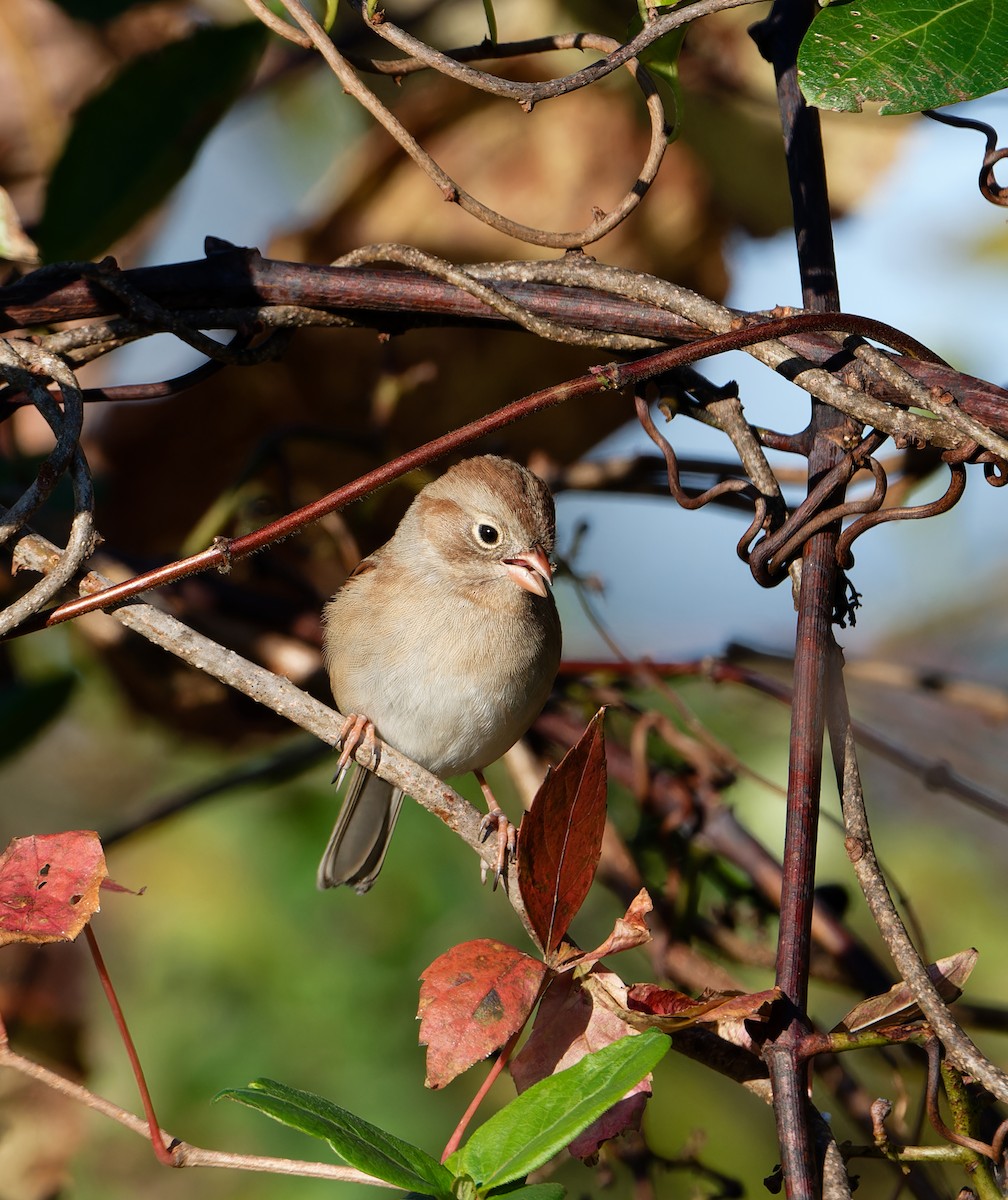Field Sparrow - ML644009449