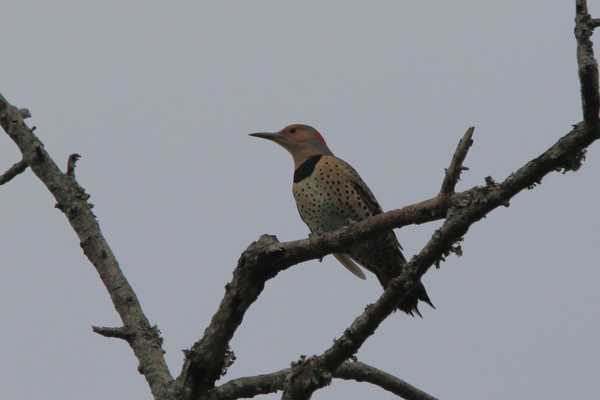 datel zlatý - ML644009450