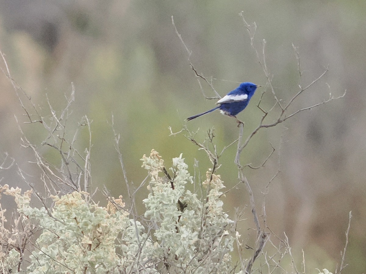 White-winged Fairywren - ML644009451