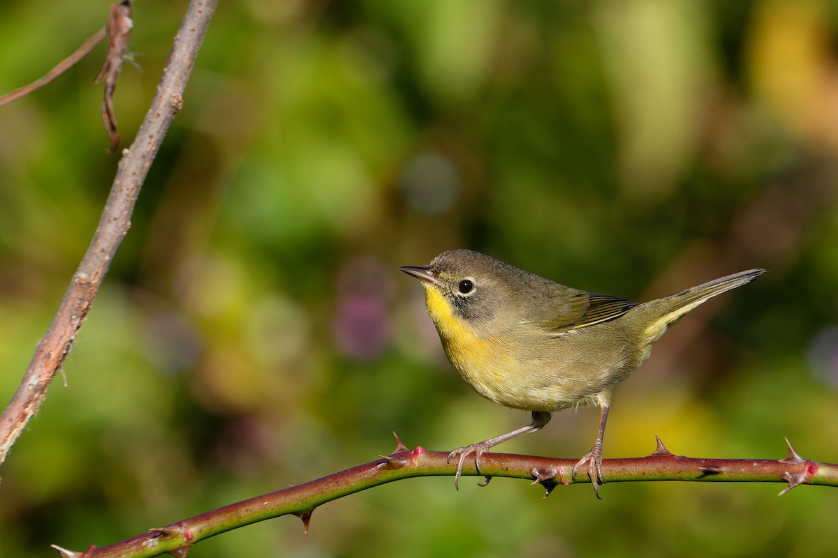 Common Yellowthroat - ML644009452