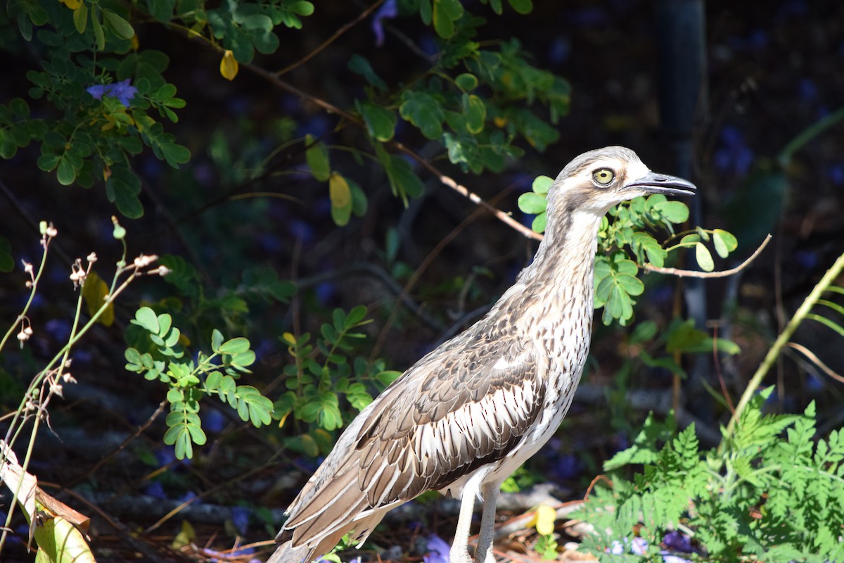 Bush Thick-knee - ML644009459