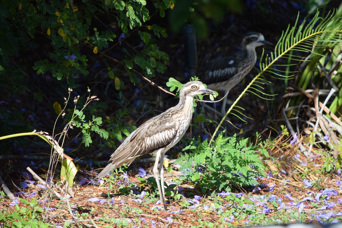 Bush Thick-knee - ML644009460