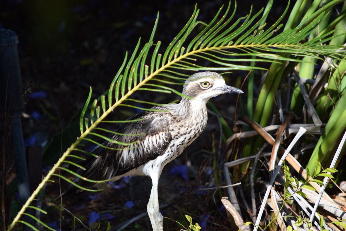 Bush Thick-knee - ML644009461