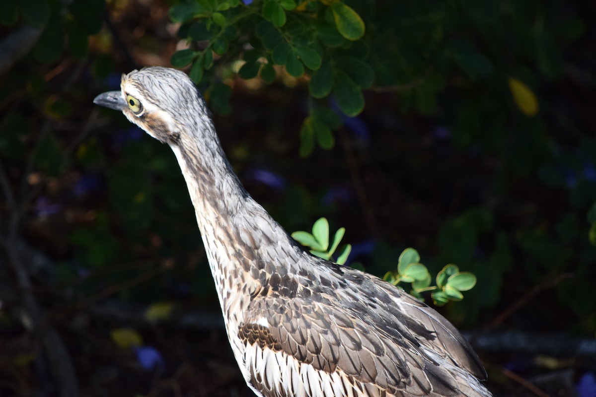 Bush Thick-knee - ML644009462