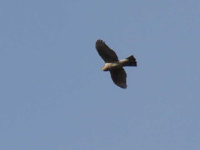 Sharp-shinned Hawk - ML644009463