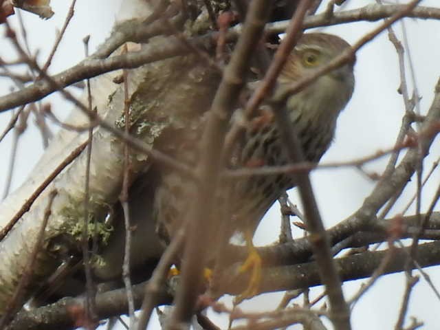 Sharp-shinned Hawk - ML644009464