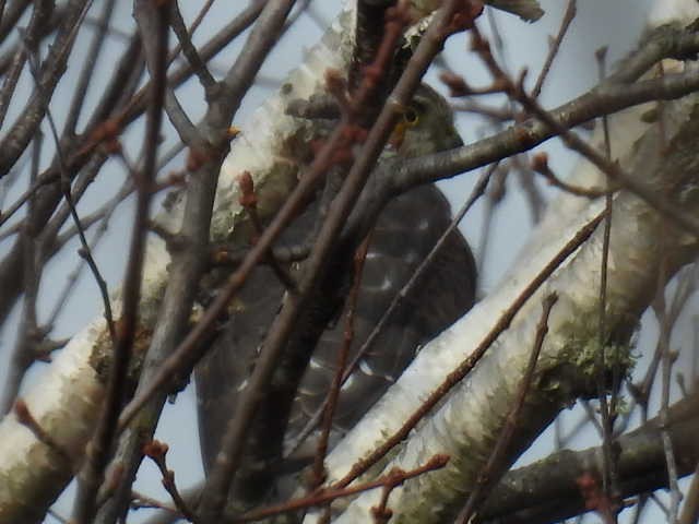 Sharp-shinned Hawk - ML644009465