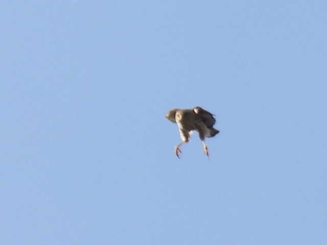 Sharp-shinned Hawk - ML644009466