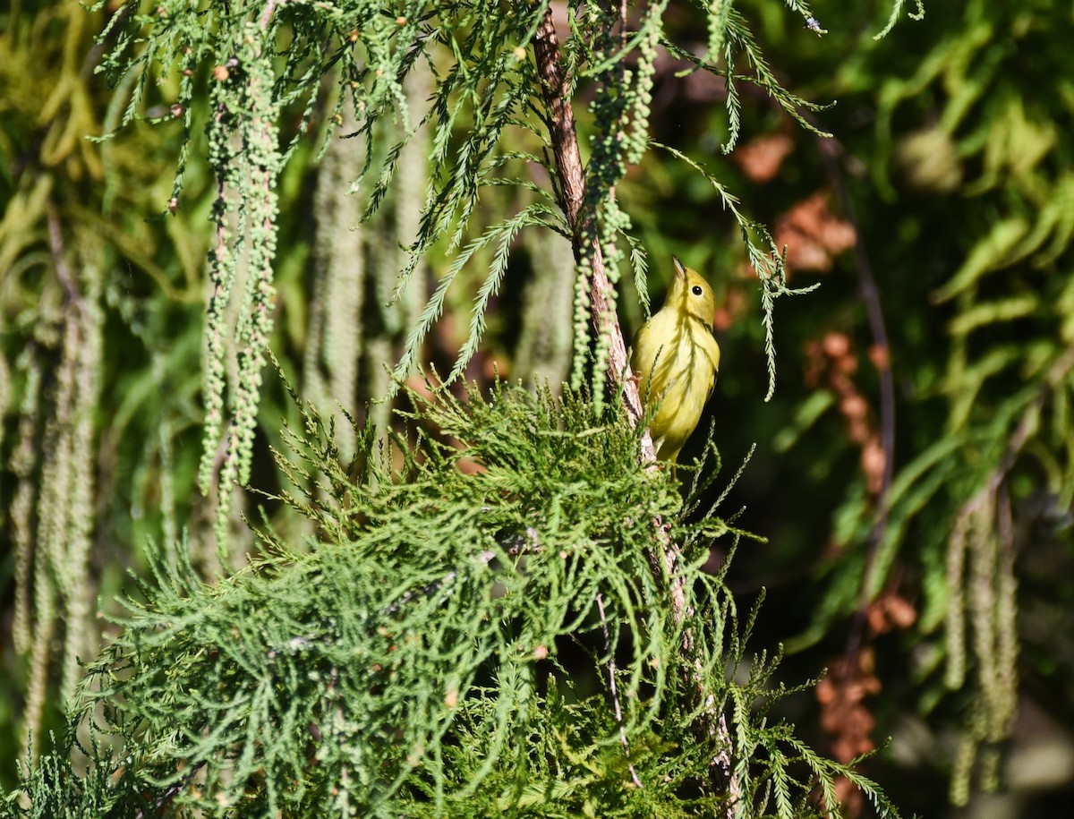 Yellow Warbler (Northern) - ML644009475