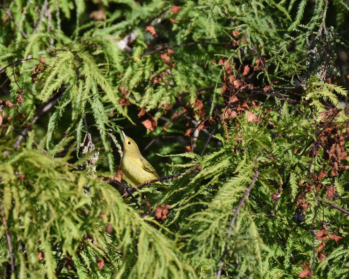 Yellow Warbler (Northern) - ML644009476