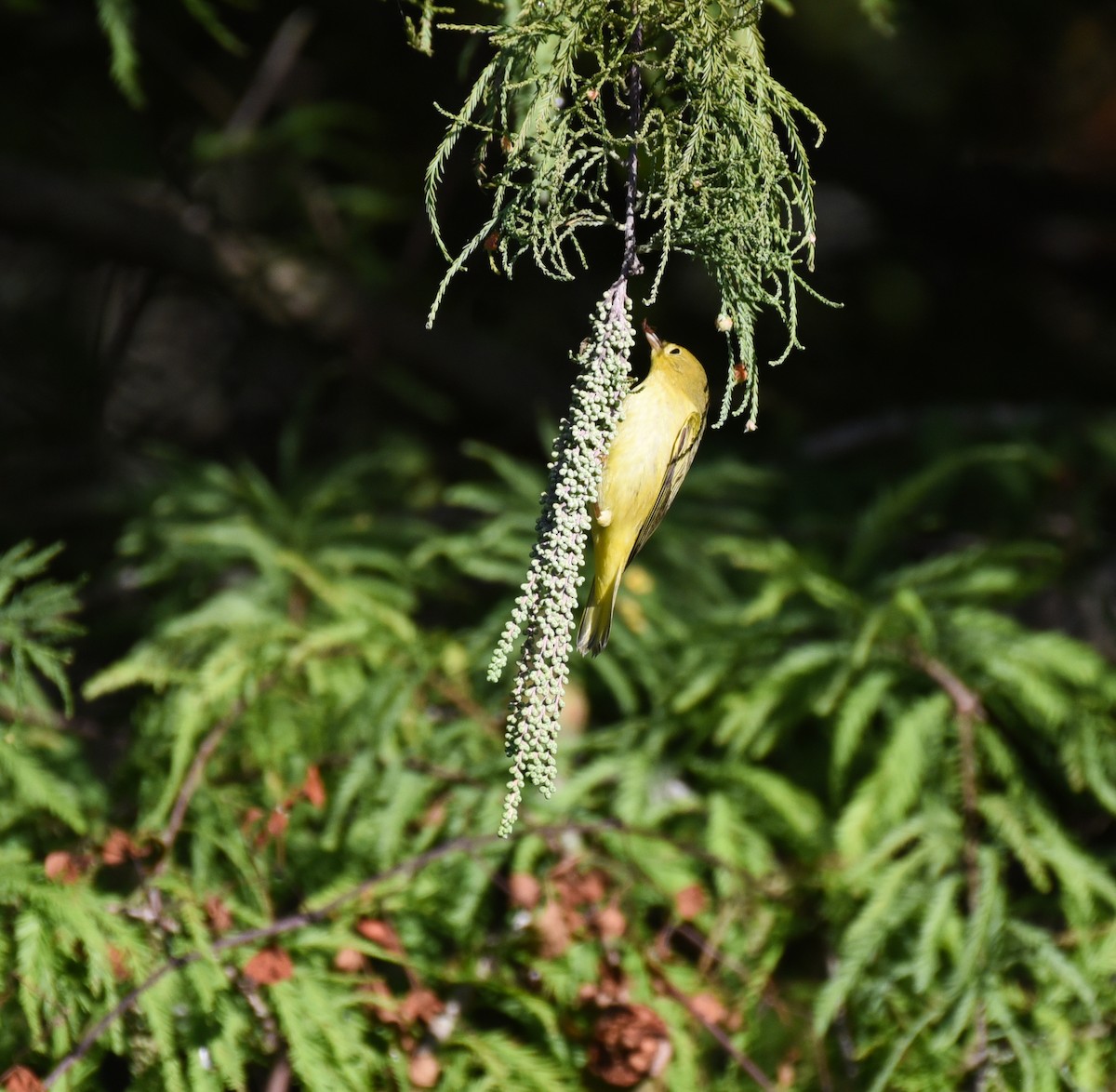 Yellow Warbler (Northern) - ML644009477