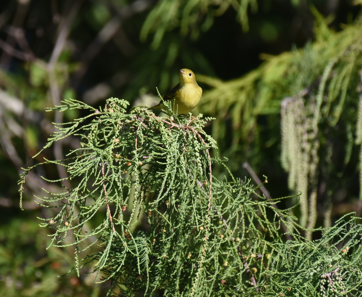 Yellow Warbler (Northern) - ML644009478