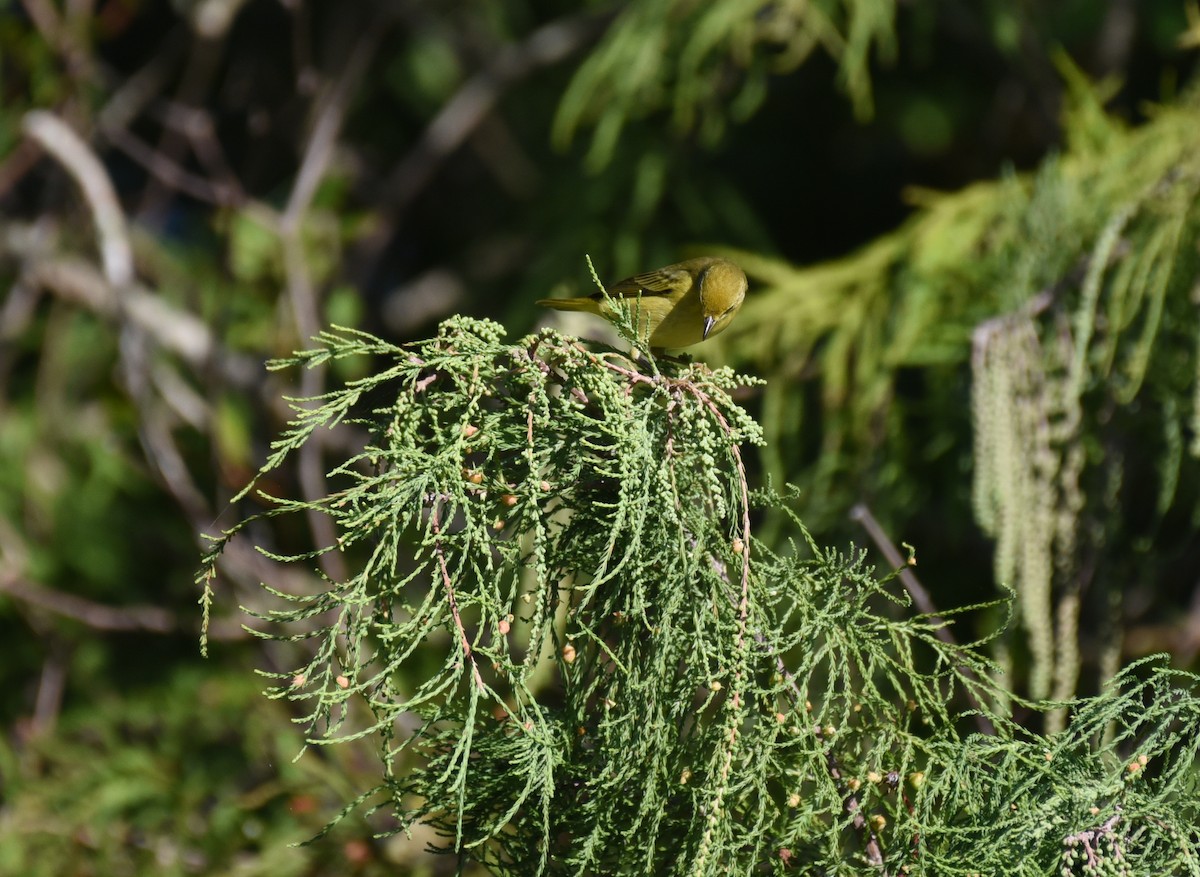 Yellow Warbler (Northern) - ML644009479
