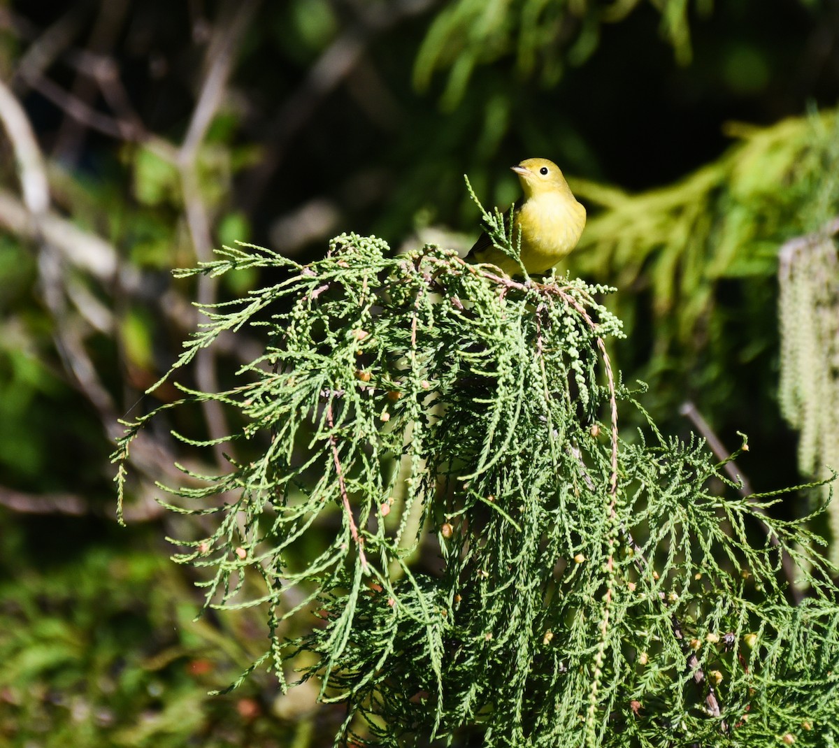 Yellow Warbler (Northern) - ML644009480