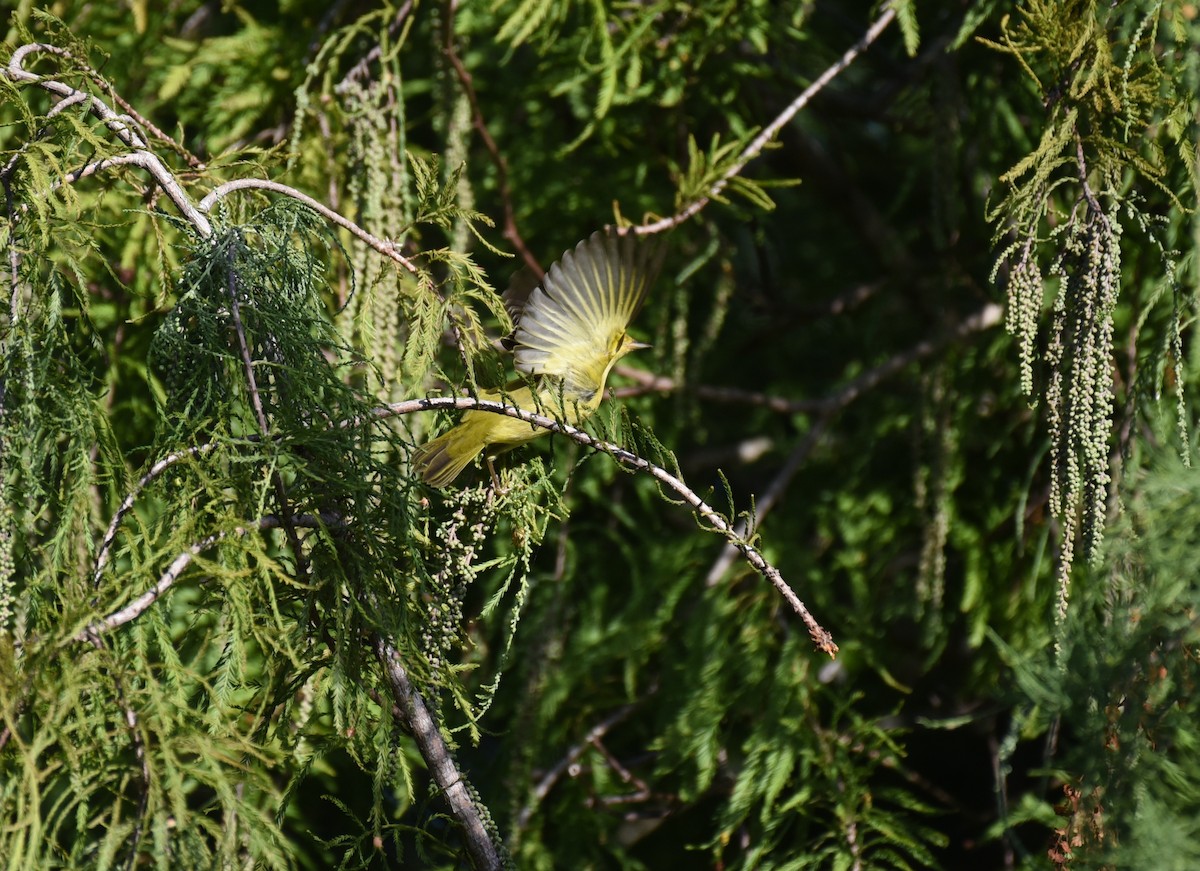 Yellow Warbler (Northern) - ML644009481