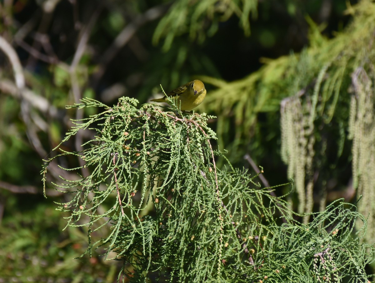 Yellow Warbler (Northern) - ML644009482