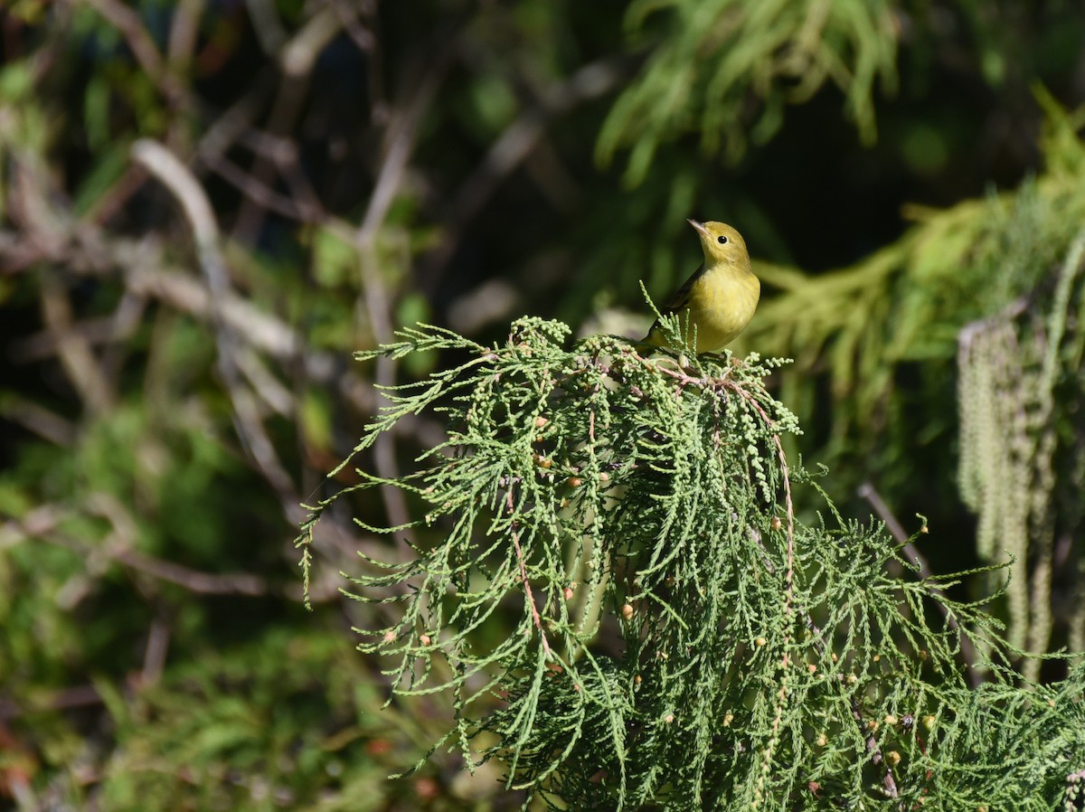 Yellow Warbler (Northern) - ML644009483