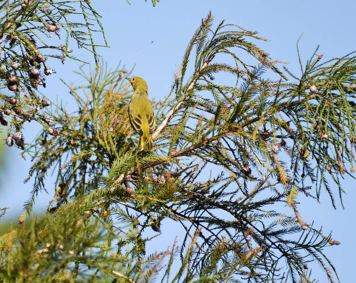 Yellow Warbler (Northern) - ML644009517