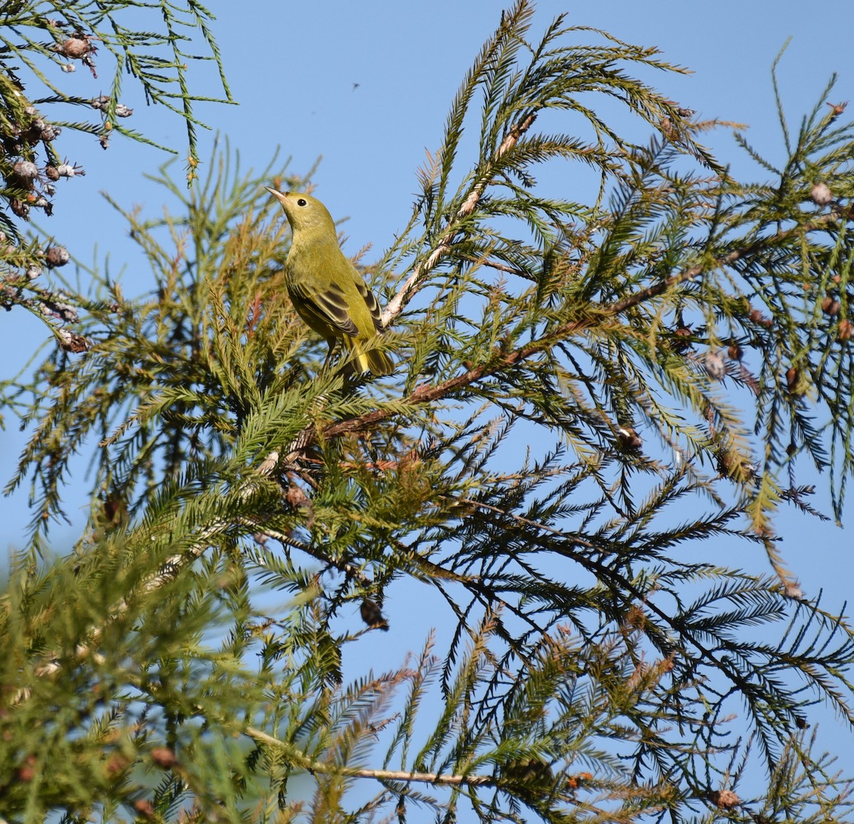 Yellow Warbler (Northern) - ML644009518