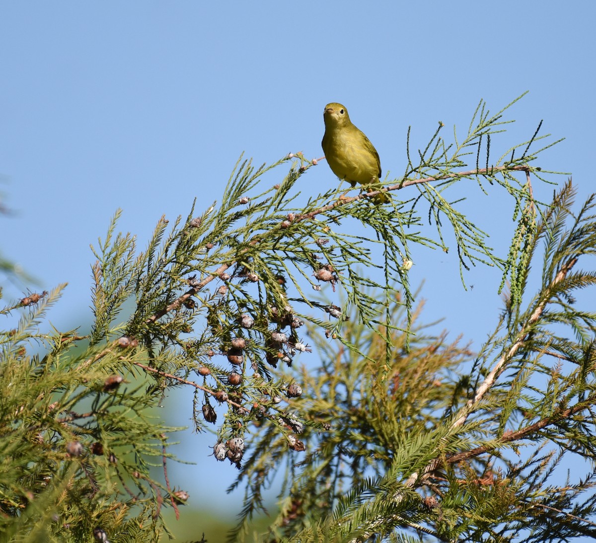 Yellow Warbler (Northern) - ML644009519